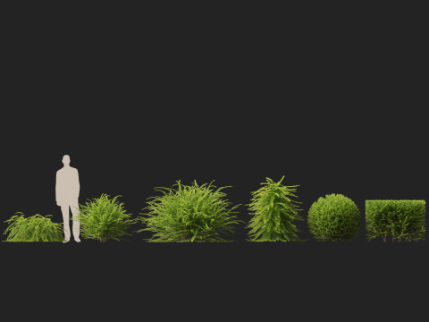 HighpolyLow Poly Lonicera Nitida Box Honeysuckle 3D Model