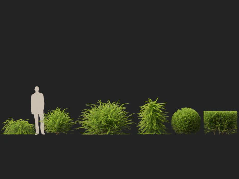 HighpolyLow Poly Lonicera Nitida Box Honeysuckle 3D Model