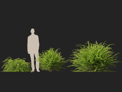 HighpolyLow Poly Lonicera Nitida Box Honeysuckle 3D Model
