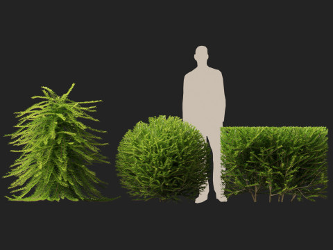 HighpolyLow Poly Lonicera Nitida Box Honeysuckle 3D Model