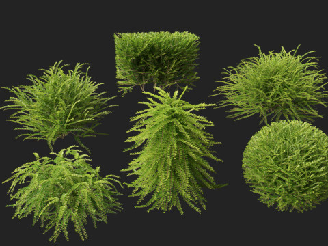 HighpolyLow Poly Lonicera Nitida Box Honeysuckle 3D Model