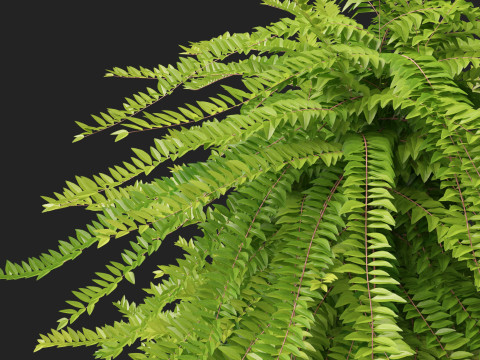 HighpolyLow Poly Lonicera Nitida Box Honeysuckle 3D Model