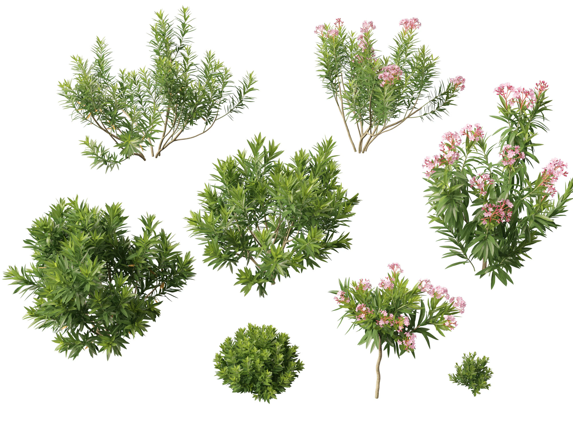 HighpolyLow Poly Nerium Oleander - Rosebay 01 3D Model .c4d .max .obj .3ds .fbx .stl .blend 