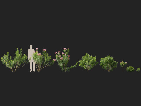 HighpolyLow Poly Nerium Oleander - Rosebay 01 3D Model