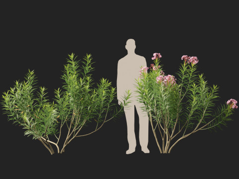 HighpolyLow Poly Nerium Oleander - Rosebay 01 3D Model