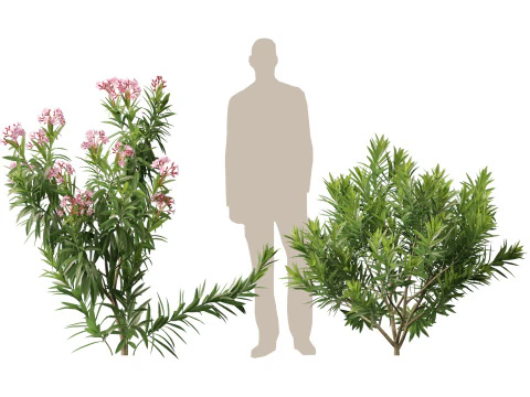 HighpolyLow Poly Nerium Oleander - Rosebay 01 3D Model