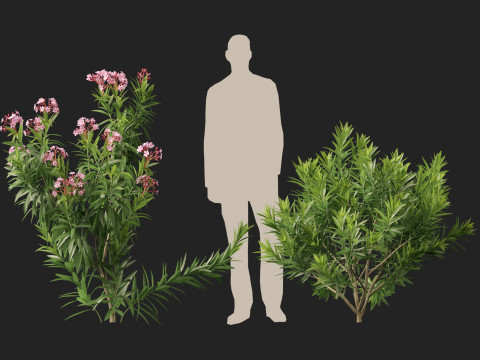 HighpolyLow Poly Nerium Oleander - Rosebay 01 3D Model