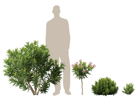 HighpolyLow Poly Nerium Oleander - Rosebay 01 3D Model