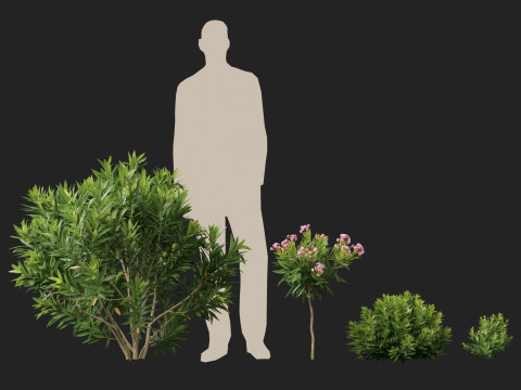 HighpolyLow Poly Nerium Oleander - Rosebay 01 3D Model