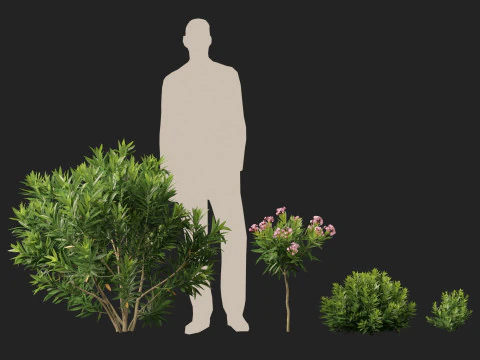 HighpolyLow Poly Nerium Oleander - Rosebay 01 3D Model