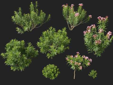 HighpolyLow Poly Nerium Oleander - Rosebay 01 3D Model