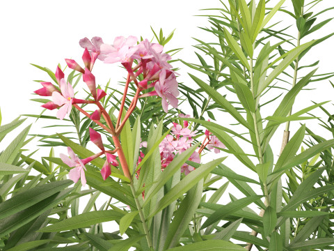 HighpolyLow Poly Nerium Oleander - Rosebay 01 3D Model