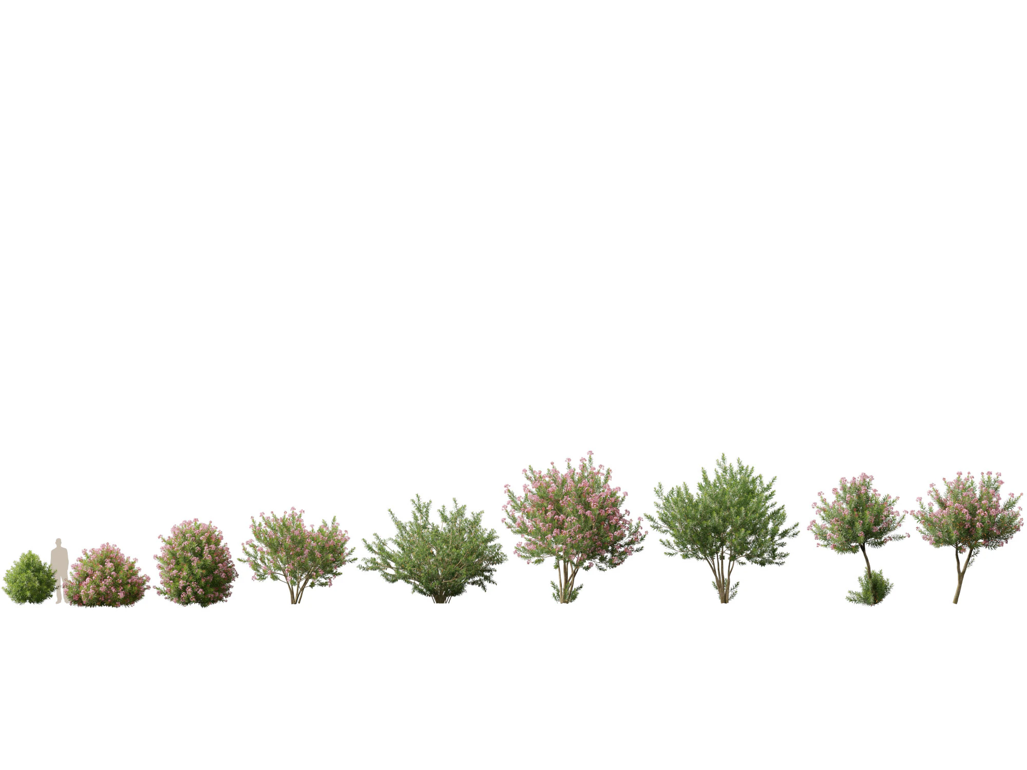 HighpolyLow Poly - Nerium Zakkum - Rosebay 02 3D Model .c4d .max .obj .3ds .fbx .stl .blend 