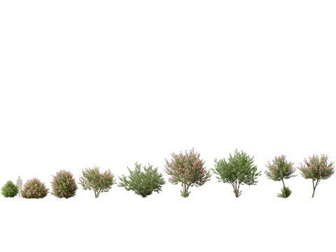 HighpolyLow Poly - Nerium Oleander - Rosebay 02 3D Модель