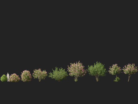 HighpolyLow Poly - Nerium Oleander - Rosebay 02 3D Модель