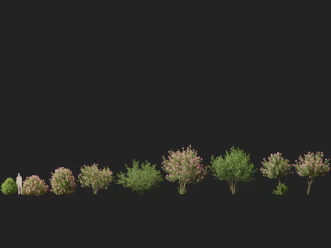 HighpolyLow Poly - Nerium Zakkum - Rosebay 02 3D Model