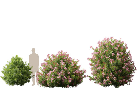 HighpolyLow Poly - Nerium Oleander - Rosebay 02 3D Модель