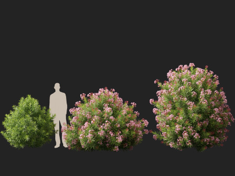 HighpolyLow Poly - Nerium Oleander - Rosebay 02 3D Модель