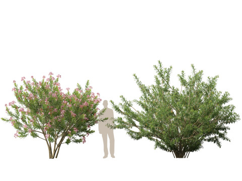 HighpolyLow Poly - Nerium Oleander - Rosebay 02 3D Модель