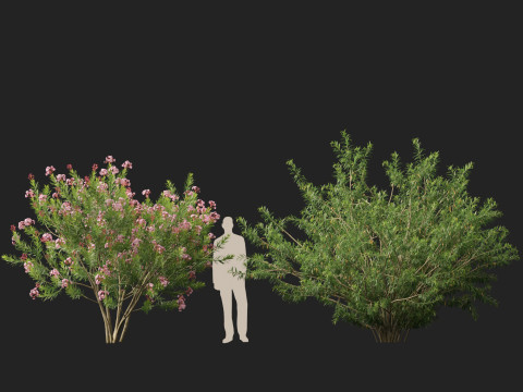 HighpolyLow Poly - Nerium Oleander - Rosebay 02 3D Модель