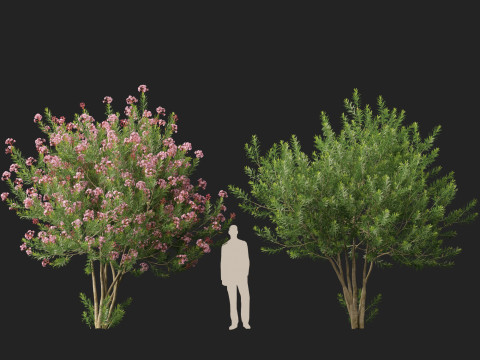 HighpolyLow Poly - Nerium Oleander - Rosebay 02 3D Модель