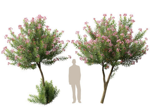 HighpolyLow Poly - Nerium Oleander - Rosebay 02 3D Модель