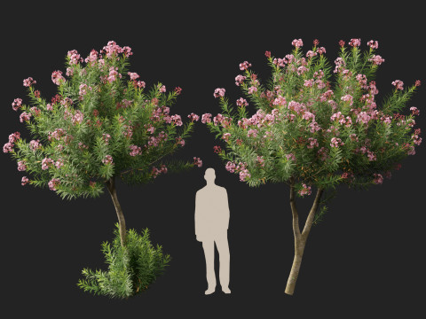 HighpolyLow Poly - Nerium Oleander - Rosebay 02 3D Модель