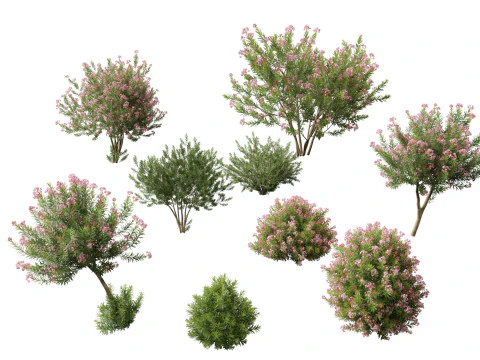 HighpolyLow Poly - Nerium Zakkum - Rosebay 02 3D Model
