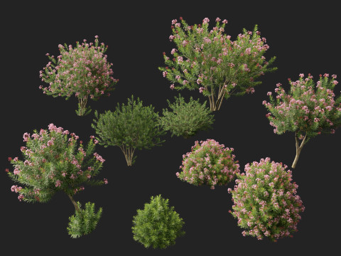 HighpolyLow Poly - Nerium Oleander - Rosebay 02 3D Модель