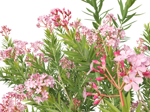 HighpolyLow Poly - Nerium Oleander - Rosebay 02 3D Модель