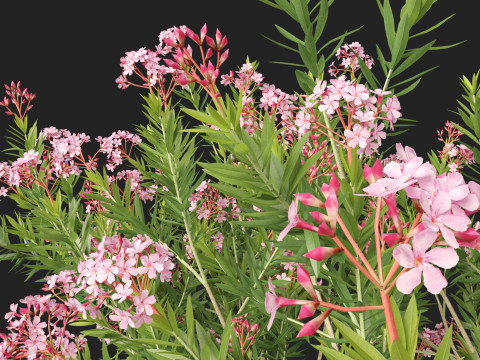 HighpolyLow Poly - Nerium Oleander - Rosebay 02 3D Модель