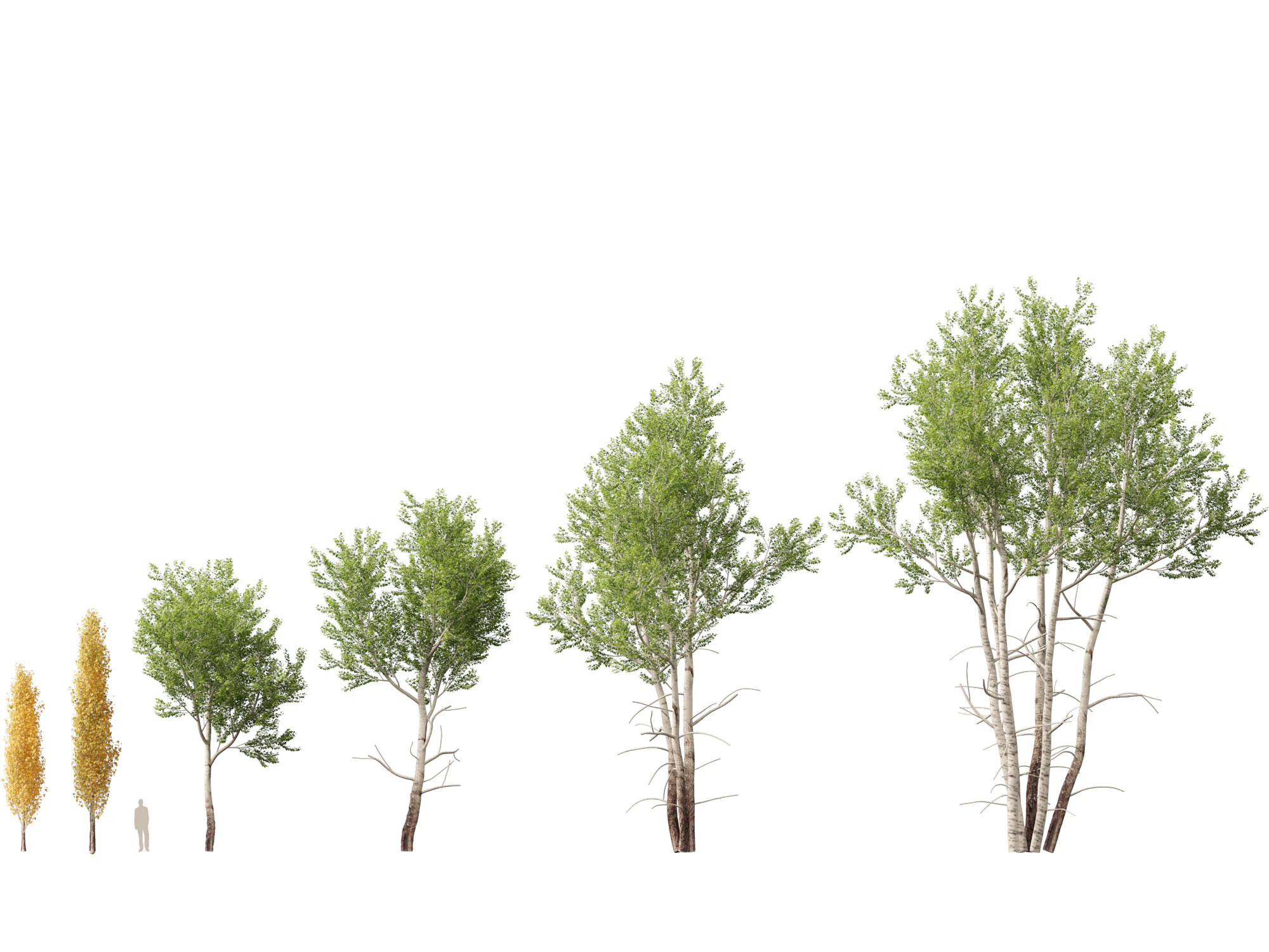 HighpolyLow Poly Populus tremuloides - Quaking Aspen 3D Model .c4d .max .obj .3ds .fbx .stl .blend 