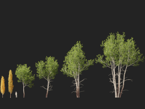 HighpolyLow Poly Populus tremuloides - Quaking Aspen Model 3D