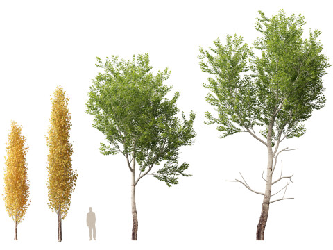 HighpolyLow Poly Populus tremuloides - Quaking Aspen Model 3D