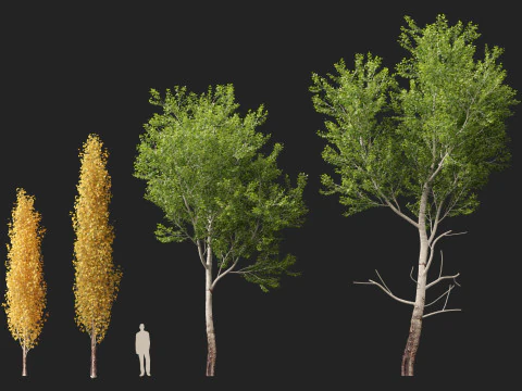 HighpolyLow Poly Populus tremuloides - Quaking Aspen 3D Model