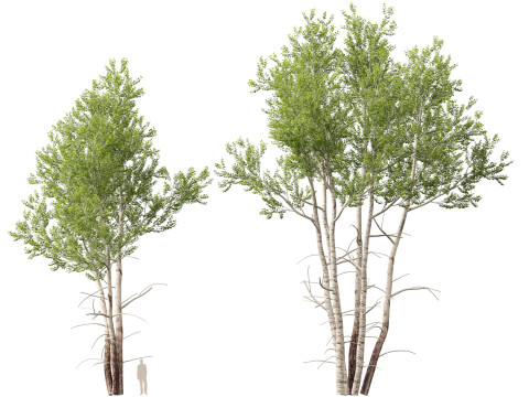 HighpolyLow Poly Populus tremuloides - Quaking Aspen Model 3D