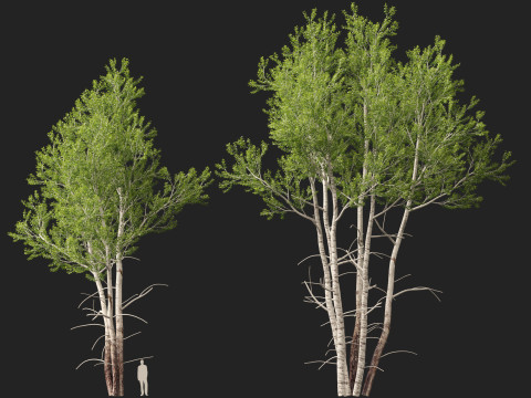 HighpolyLow Poly Populus tremuloides - Quaking Aspen Model 3D