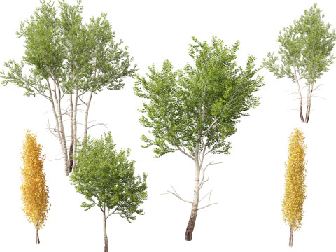 HighpolyLow Poly Populus tremuloides - Quaking Aspen Model 3D