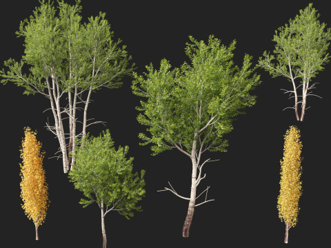 HighpolyLow Poly Populus tremuloides - Quaking Aspen Model 3D