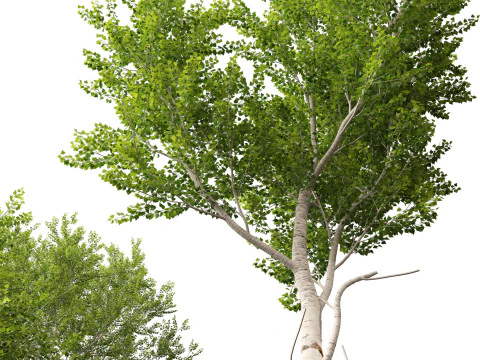 HighpolyLow Poly Populus tremuloides - Quaking Aspen 3D Model