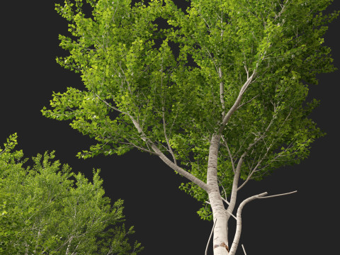 HighpolyLow Poly Populus tremuloides - Quaking Aspen Model 3D