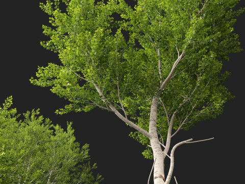 HighpolyLow Poly Populus tremuloides - Quaking Aspen 3D Model