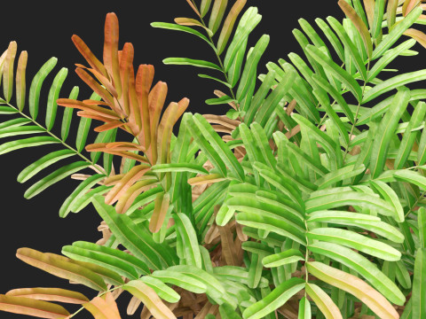 HighpolyLow Poly Acrostichum aureum - Golden leather fern 3Dモデル