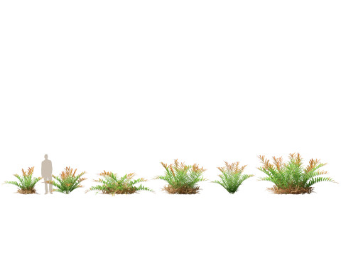 HighpolyLow Poly Acrostichum aureum - Golden leather fern 3Dモデル