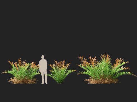 HighpolyLow Poly Acrostichum aureum - Golden leather fern 3Dモデル