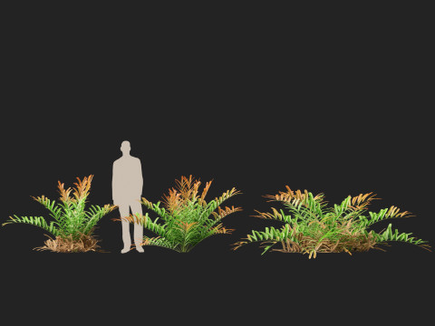 HighpolyLow Poly Acrostichum aureum - Golden leather fern 3Dモデル
