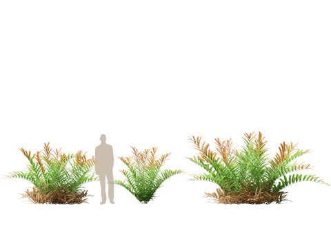 HighpolyLow Poly Acrostichum aureum - Golden leather fern 3Dモデル