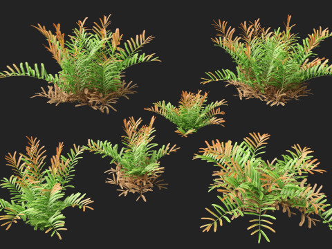 HighpolyLow Poly Acrostichum aureum - Golden leather fern 3Dモデル