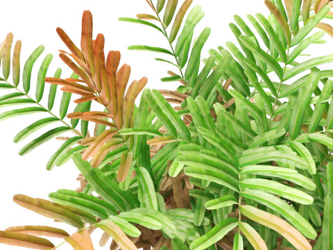 HighpolyLow Poly Acrostichum aureum - Golden leather fern 3Dモデル