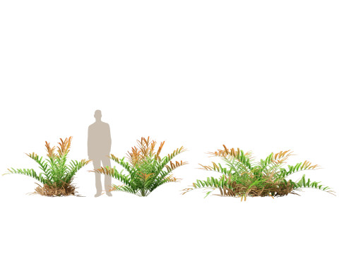 HighpolyLow Poly Acrostichum aureum - Golden leather fern 3Dモデル